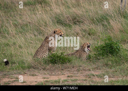 Zwei Geparden, die auf dem kurzen Gras von Masai Mara, Kenia, sitzen Stockfoto