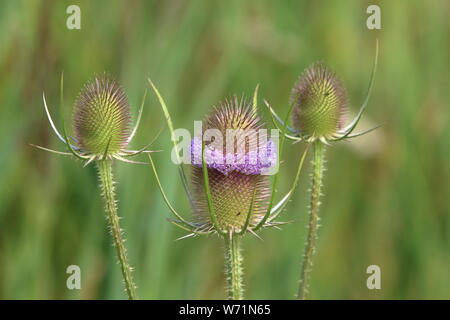 Eine Karde (Dipsacus fullonum) mit seiner konischen Samen Kopf, mit einem gemeinsamen Kopf band suchen Stockfoto