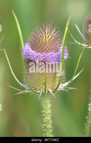 Eine Karde (Dipsacus fullonum) mit seiner konischen Samen Kopf, mit einem gemeinsamen Kopf band suchen Stockfoto