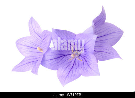 Drei Platycodon grandiflorus Blumen auf weißem Hintergrund Stockfoto