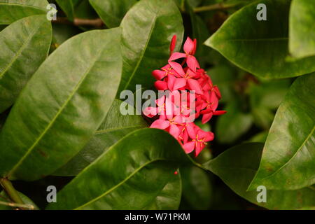 Schöne rosa Ixora blühen in den Busch Stockfoto