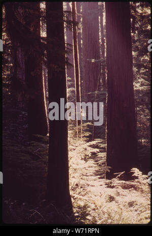 Ein dichtes STAND DER ALTE DOUGLASIE 200 BIS 375 JAHRE IN DER OLYMPIC NATIONAL PARK, WASHINGTON ALT Stockfoto