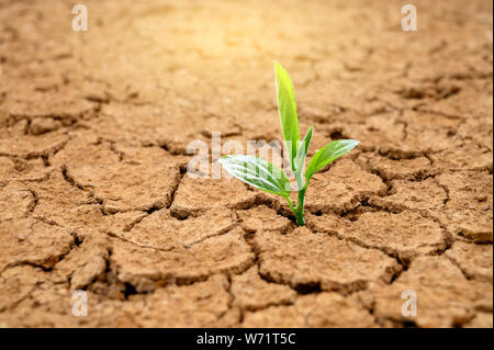 Bäume wachsen in trockenen Boden Konzept Wald und Naturschutz Stockfoto