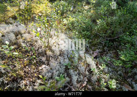 Rentier Flechten in einem Wald in Schweden Stockfoto