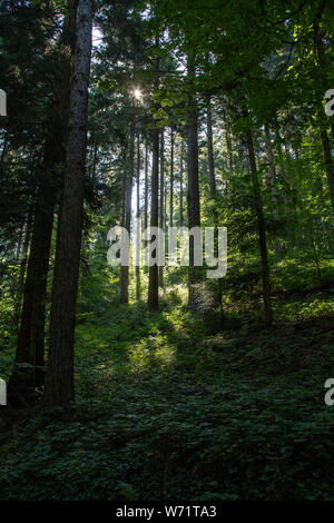 Malerische Wald von frischen grünen Laubbäumen durch Blätter gerahmt, mit der Sonne casting Ihre warmen Strahlen Stockfoto