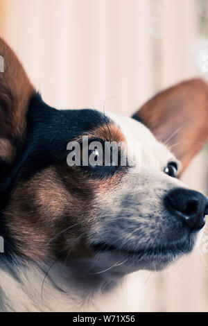 Portrait einer jungen papijack Welpe, Kreuz, die Rasse ein Jack Russell und Papillion Stockfoto