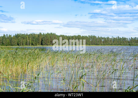 Von Storön mögreven See Insel, Värmland, Schweden Stockfoto