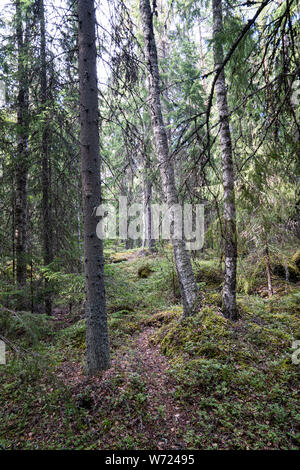 Wald auf Mögreven Storön Insel auf See, Värmland, Schweden Stockfoto