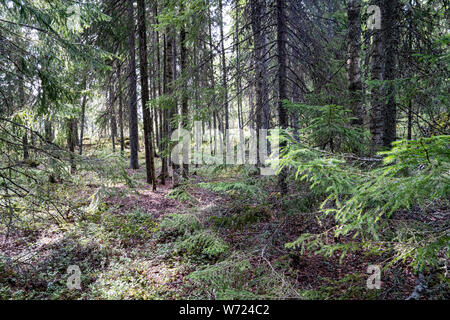 Wald auf Mögreven Storön Insel auf See, Värmland, Schweden Stockfoto