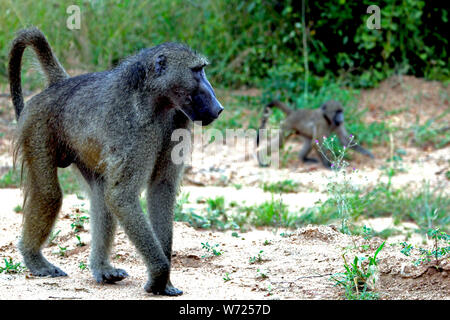 Pavian mit Baby im Hintergrund in Freiheit im Nationalpark in Südafrika Stockfoto