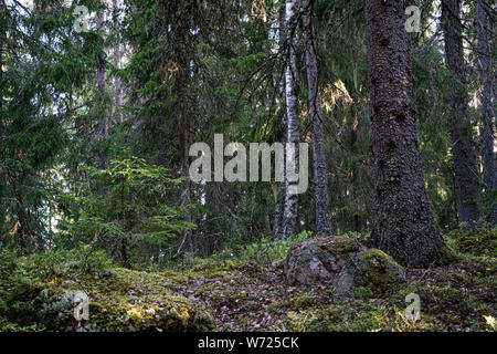 Wald auf Mögreven Storön Insel auf See, Värmland, Schweden Stockfoto