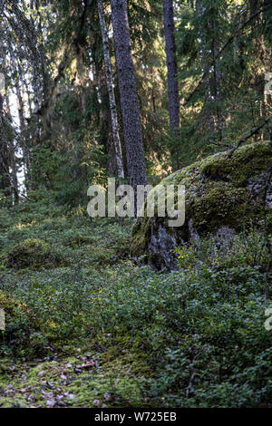 Wald auf Mögreven Storön Insel auf See, Värmland, Schweden Stockfoto