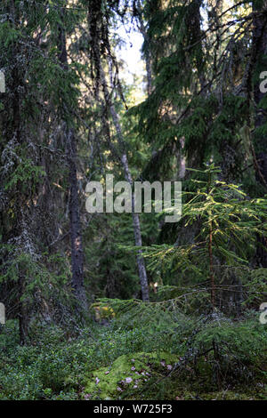 Wald auf Mögreven Storön Insel auf See, Värmland, Schweden Stockfoto