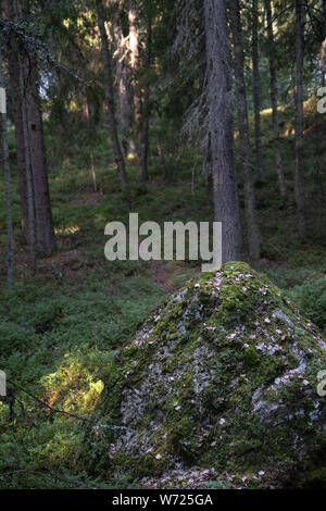 Wald auf Mögreven Storön Insel auf See, Värmland, Schweden Stockfoto