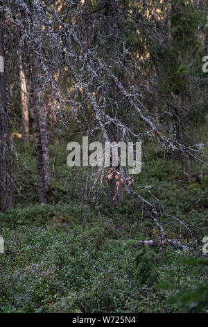 Wald auf Mögreven Storön Insel auf See, Värmland, Schweden Stockfoto