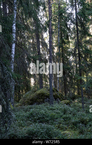 Wald auf Mögreven Storön Insel auf See, Värmland, Schweden Stockfoto