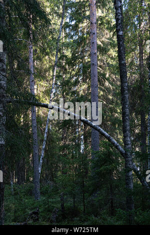 Wald auf Mögreven Storön Insel auf See, Värmland, Schweden Stockfoto