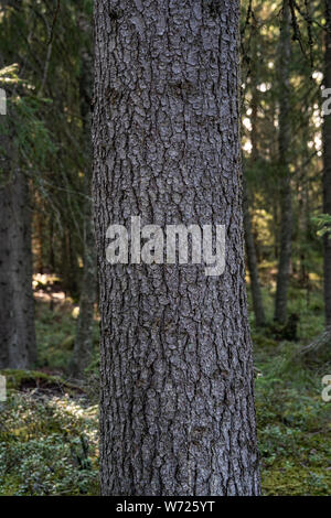 Wald auf Mögreven Storön Insel auf See, Värmland, Schweden Stockfoto