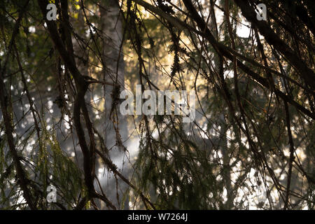 Wald auf Mögreven Storön Insel auf See, Värmland, Schweden Stockfoto