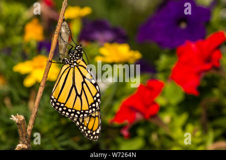 Monarch Butterfly trocknen Flügel nach aufstrebenden von chrysalis (danaus Plexippus) Stockfoto