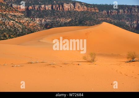 Coral Pink Sand Dunes Utah Stockfoto