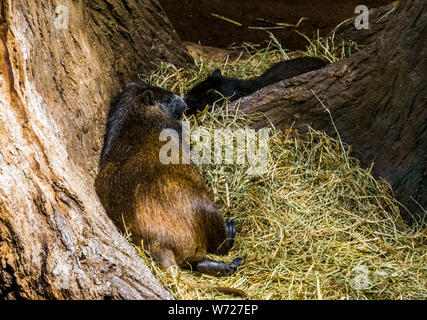 Nahaufnahme eines kubanischen hutia Verlegung im Heu, großen tropischen Nagetier specie aus Kuba Stockfoto