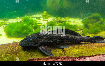 Nahaufnahme eines suckermouthed Wels, beliebte beschmutzt pleco für das Aquarium, tropische Fische specie aus Amerika Stockfoto