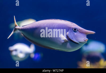 Einhorn Fisch in Nahaufnahme, lustig, tropischen Fischen specie, populäre Aquarium pet Stockfoto