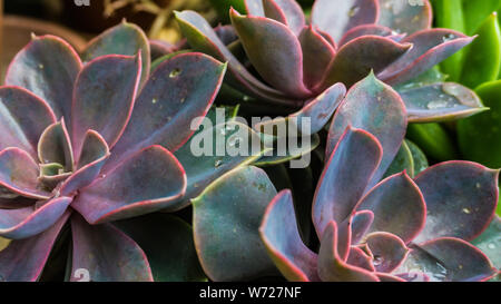 Bunte saftige mit Wassertropfen Stockfoto