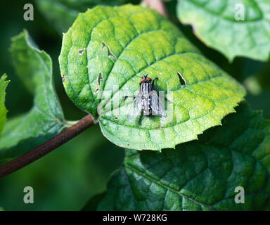 Eine Horse-Fly genießen Sonne auf ein Blatt in einem Garten in Alsager Cheshire England Vereinigtes Königreich Großbritannien Stockfoto