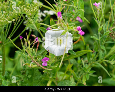 Hecke Ackerwinde, Calystegia sepium Stockfoto