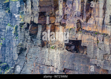 Die senkrechte Wand von Kalkstein mit einer gemeinsamen Möwe in seinem Nest an der Küste zu Fuß auf dem Weg von Doolin in die Klippen von Moher, die wilden Atlantik Weg Stockfoto