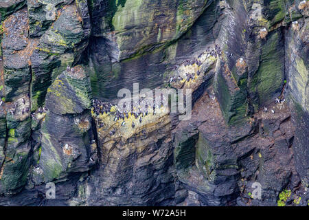 Wunderschöne Aussicht auf einer senkrechten Wand der Klippe mit Common Guillemot oder Common Murre, geosites und Geopark, wilden Atlantik, wunderbaren Frühling Stockfoto