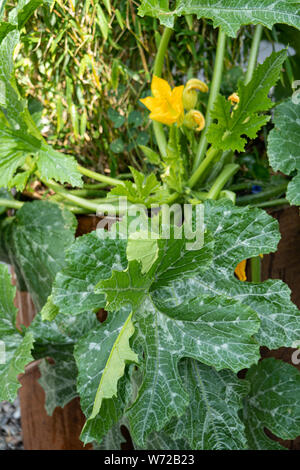 Butternut Kurbis Pflanze