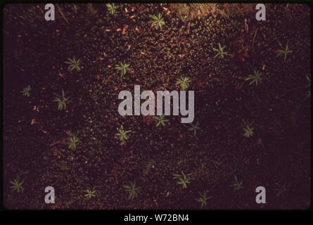 HEMLOCK SÄMLINGE AUF EINEM Moos bedeckt KRANKENSCHWESTER MELDEN SIE SICH IN EINEM dichten Wald von Western Red Cedar, DOUGLASIE und HEMLOCK AUF GREEN MOUNTAIN, in Kitsap County, Washington, in der Nähe von Seattle Stockfoto