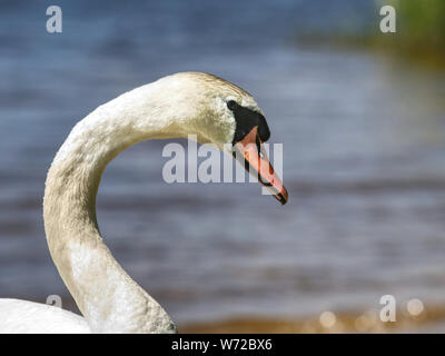 Wild fett Schwan Fütterung in der Nähe des Bank. Weiß wild Swan Stockfoto