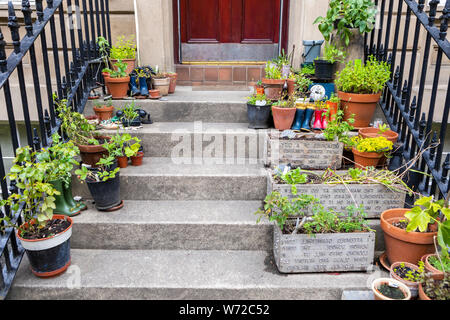 Blumentöpfe auf einer Treppe in England Stockfoto
