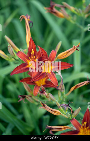 Daylily (Hemerocallis 'Ruby Spider') Lily Stockfoto