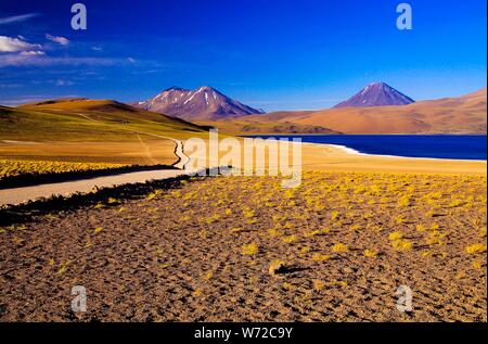 Blick entlang Pfad und trockenen gelben Grasbüscheln auf Deep Blue See (Lagune) Altiplanic Laguna Miscanti in der Atacama Wüste mit schneebedeckten Kegel von Vol. Stockfoto