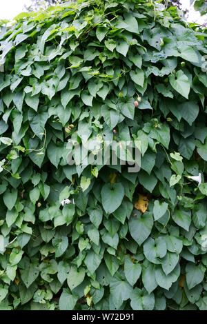 Calystegia sepium. Hedge bindweed auf einer bewachsenen Garten. Stockfoto