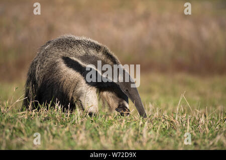 Einen riesigen ameisenbär aus Pantanal, Brasilien Stockfoto