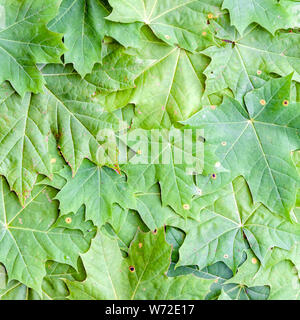 Natürliche Frische grüne Ahornblätter Hintergrund, ahorn Baum Blätter Textur im Sommer Stockfoto