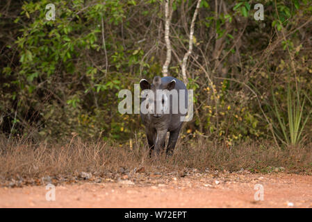 Ein brasilianischer Tapir aus Nord Pantanal, Brasilien Stockfoto