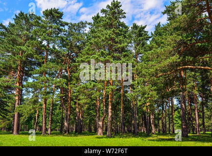 Pinienwald - schöne Sommer sonnige Landschaft. Hoch gerade Pinien Trunks, flauschige grüne Gras Teppich, frische, saubere, gesunde Luft. Frische und Stockfoto