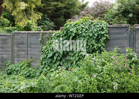 Calystegia sepium. Hedge bindweed auf einer bewachsenen Garten. Stockfoto