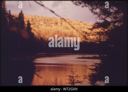 Ende Herbst SUNGLOW AUF EINEM BERG AN WENIG BIRKE TEICH IM ADIRONDACK FOREST PRESERVE Stockfoto