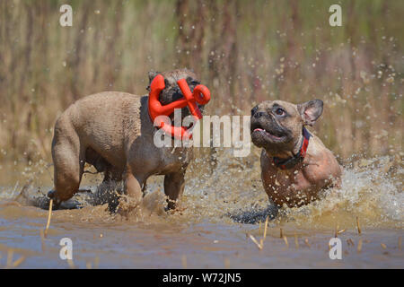 Zwei braune Französische Bulldogge Hunde Spaß zusammen hat das Spielen holen mit einem roten geformte Hund Spielzeug zusammen Anker in großen Pfütze Stockfoto
