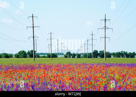 Hochspannungsleitungen an blühenden Felder mit roter Mohn. Stockfoto