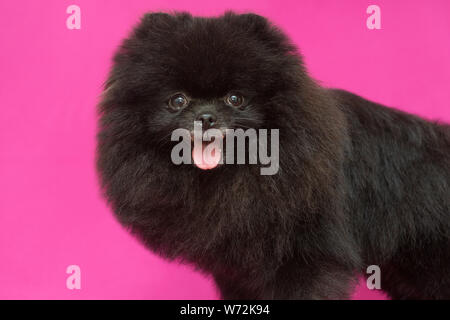 Klein, schwarz Pomeranian Welpen auf rotem Hintergrund Stockfoto