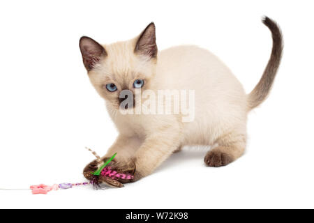 Little Siam kitten Spielen mit Spielzeug, auf weißem Hintergrund Stockfoto